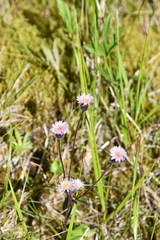 Erigeron acris