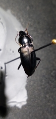 Poecilus lucublandus