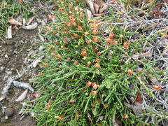 Cassiope lycopodioides