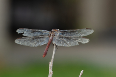 Orthemis ferruginea