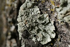 Flavoparmelia caperata