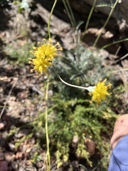 Hymenopappus filifolius