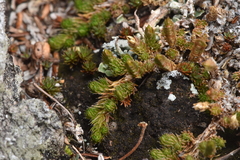 Selaginella densa