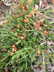 Cassiope lycopodioides