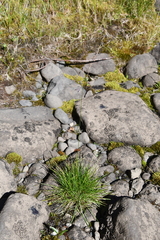 Festuca rubra