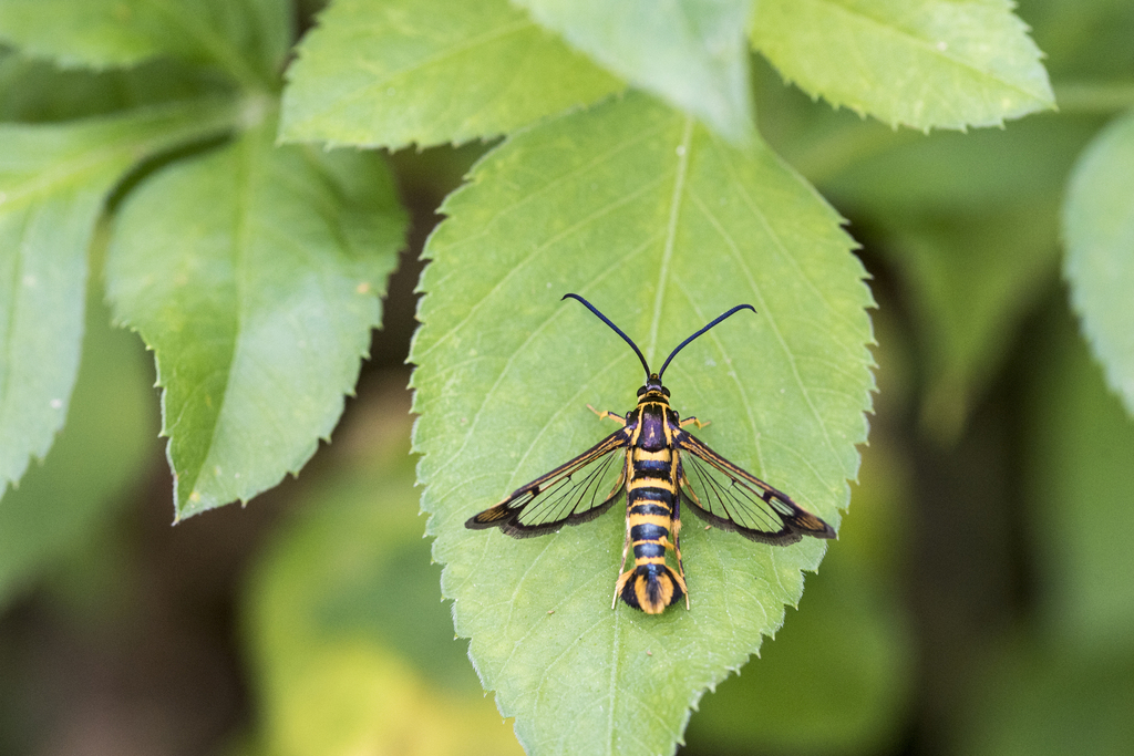 Paranthrenella formosicola