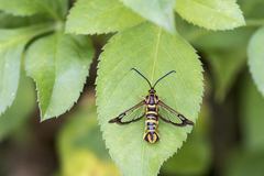 Paranthrenella formosicola
