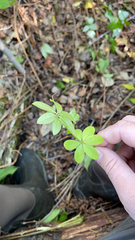 Galium triflorum