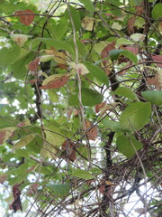 Lonicera periclymenum