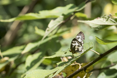 Abraximorpha davidii