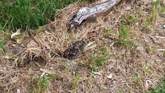 Notechis scutatus occidentalis