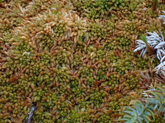 Sphagnum austinii