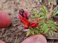Indigofera alternans