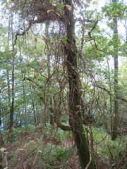 Lonicera periclymenum