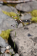 Festuca rubra