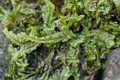 Lophocolea semiteres