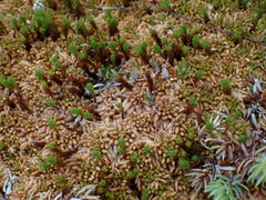Sphagnum austinii