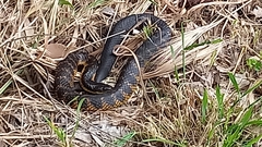 Notechis scutatus occidentalis