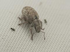 Strophosoma capitatum