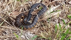 Notechis scutatus occidentalis