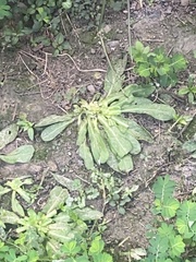 Gamochaeta americana