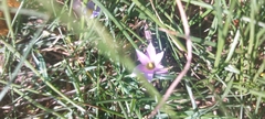 Romulea rosea