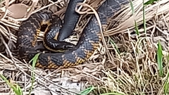 Notechis scutatus occidentalis