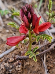 Indigofera alternans