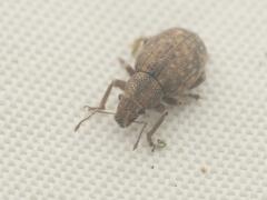 Strophosoma capitatum