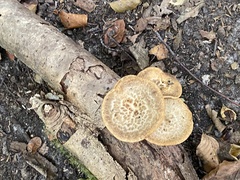 Polyporus tuberaster