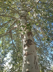 Populus alba