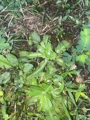 Gamochaeta americana