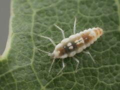 Coniopterygidae