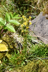 Saxifraga hirculus