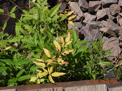 Cicuta douglasii
