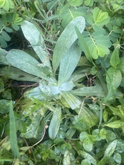 Gamochaeta americana