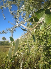 Populus alba