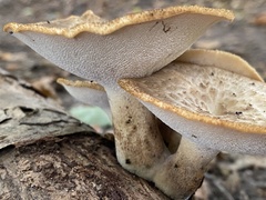 Polyporus tuberaster