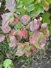 Cornus sericea