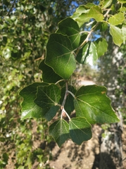 Populus alba