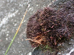Andreaea