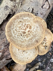 Polyporus tuberaster