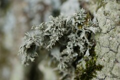 Ramalina farinacea