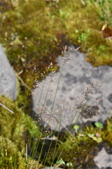 Poa glauca