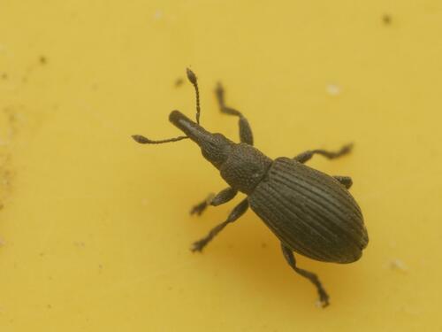 Aizobius sedi