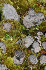 Poa glauca