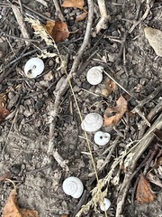 Oreohelix