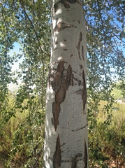 Populus alba