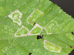 Phyllonorycter lucetiella
