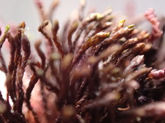 Andreaea